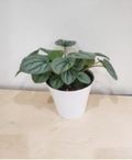 Frost Peperomia